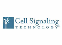 http://www.odakglobal.com.tr/wp-content/uploads/2020/06/cell-signaling.jpg